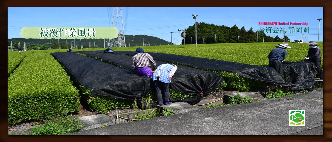 茶樹の被覆作業