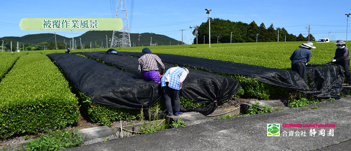 茶樹の被覆作業