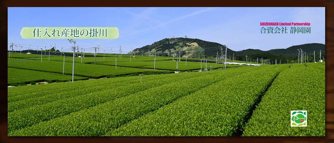 静岡県掛川市の東山の茶畑