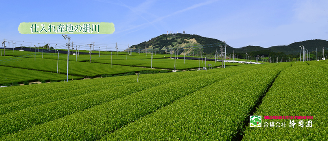 静岡県掛川市の東山の茶畑