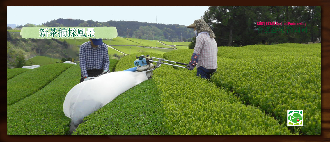 新茶の茶摘み