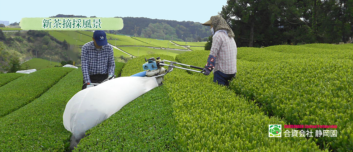 新茶の茶摘み