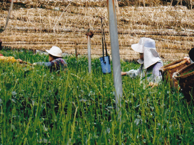 手摘みした茶畑