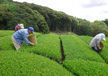 新茶の手摘み